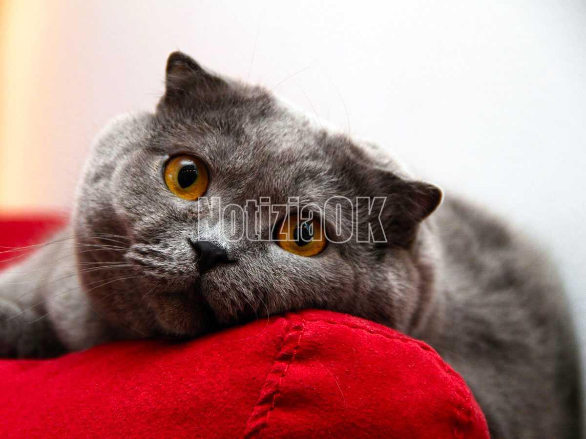 Alimentazione cane e gatto: ecco come evitare problemi - 