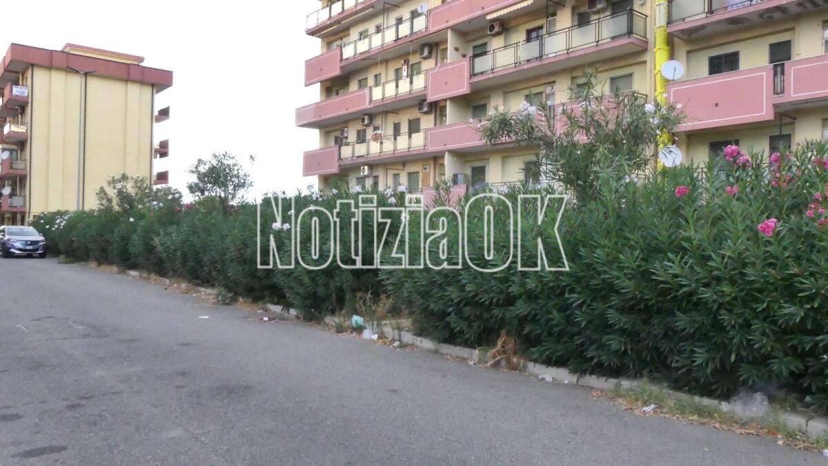 Crotone, siepi giganti in centro città -