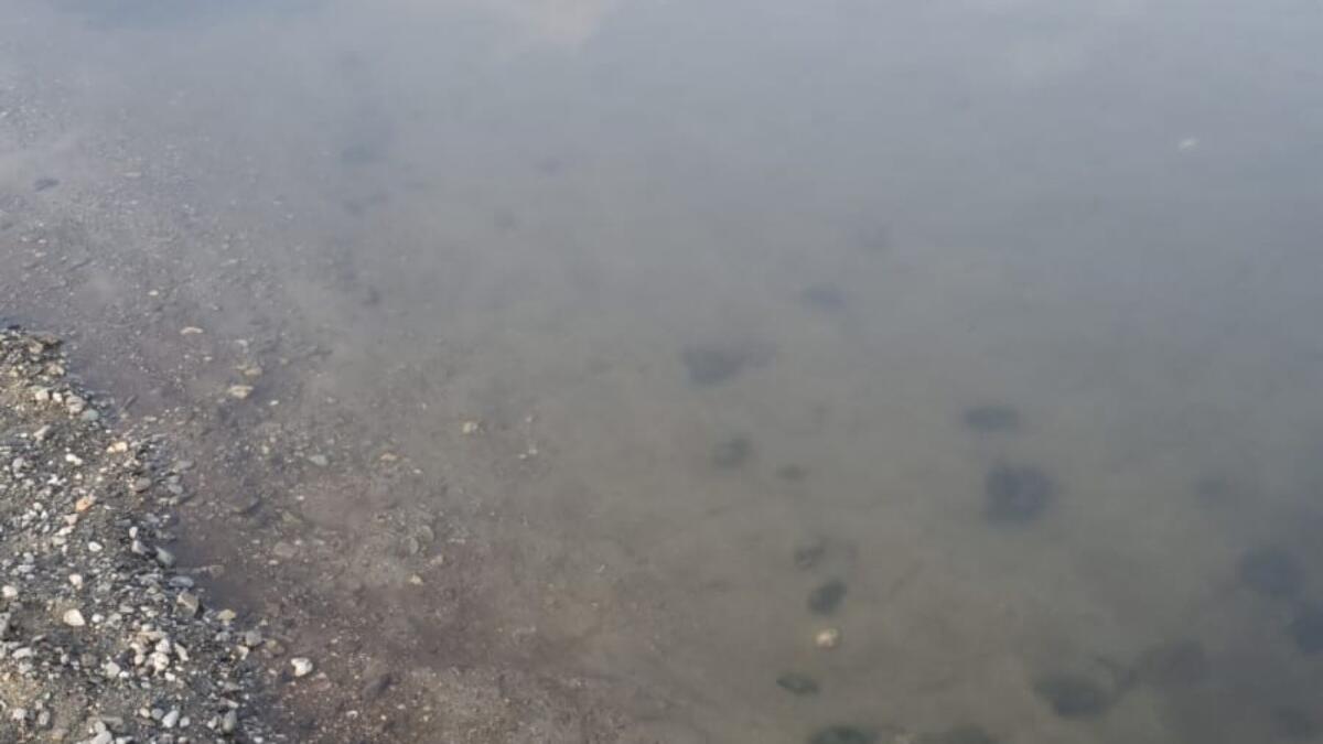 Mare sporco sul Tirreno, la Regione Calabria: "Colpa del maltempo" - 