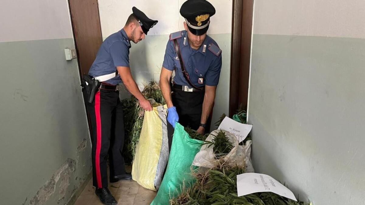 Mesoraca (KR), stavano curando duemila piante di marijuana: arrestati in tre - 