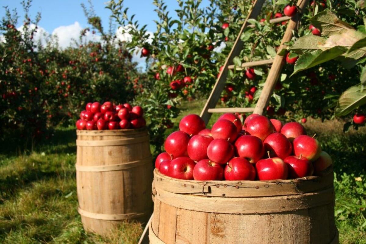 Al via in Italia la raccolta delle mele in Italia (+5%) - 