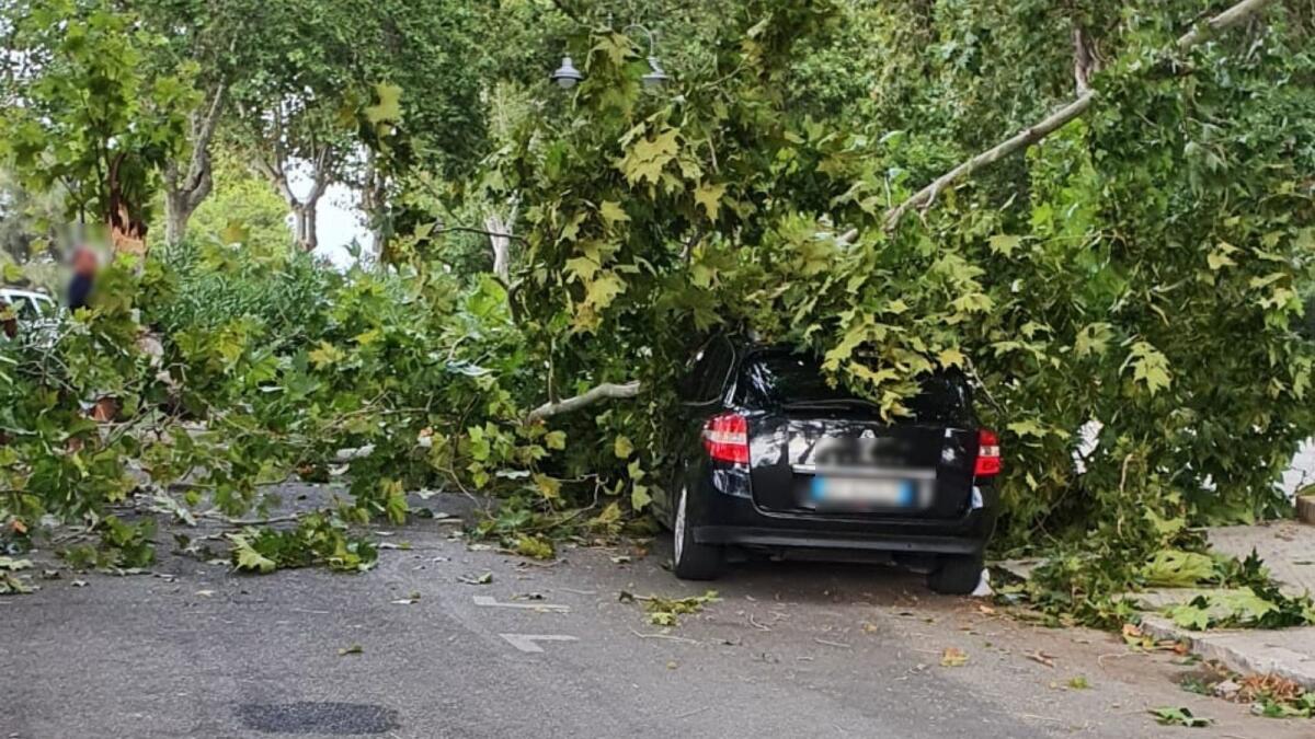 Crotone, cade un albero in viale Regina Margherita: il conducente salvo per miracolo - 