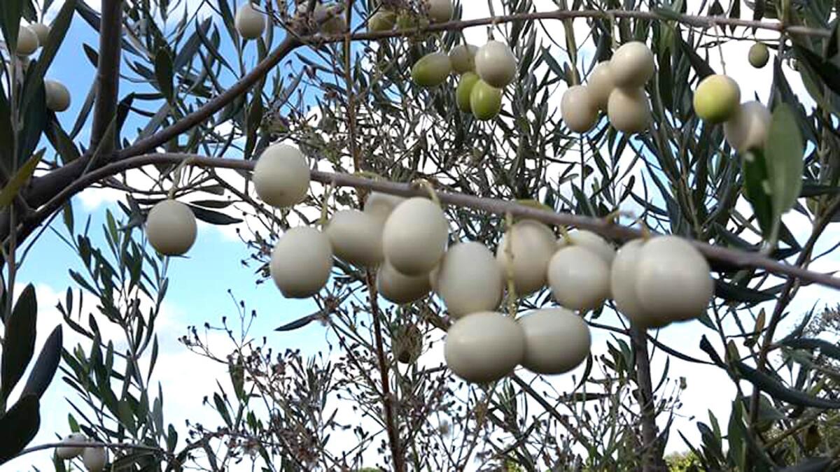 Leucolea, l’oliva bianca di Calabria che il Consorzio Olio IGP protegge - 
