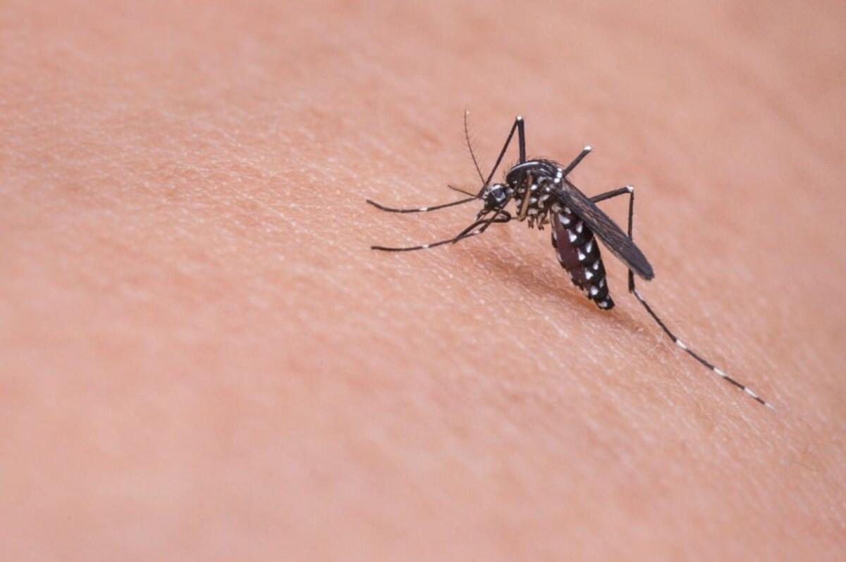 West Nile: 10 pazienti in terapia intensiva a Padova - 
