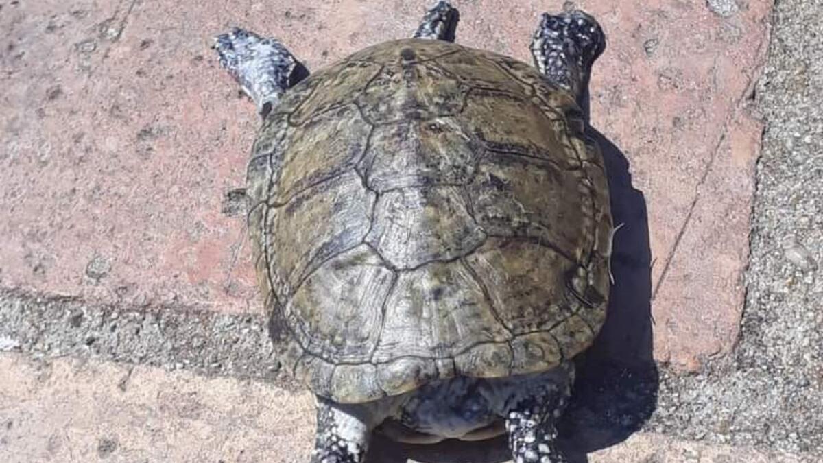 Crotone, gesto di crudeltà verso una tartaruga della colonia di Piazza Padre Pio -