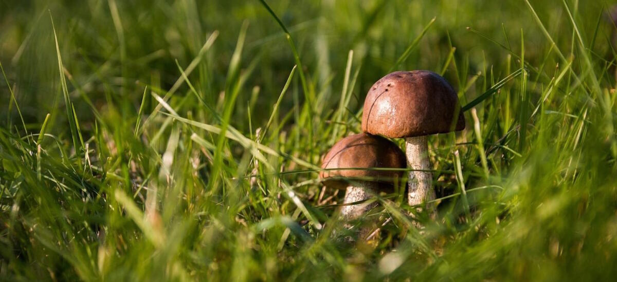 Maltempo: non solo danni, è boom funghi porcini - 