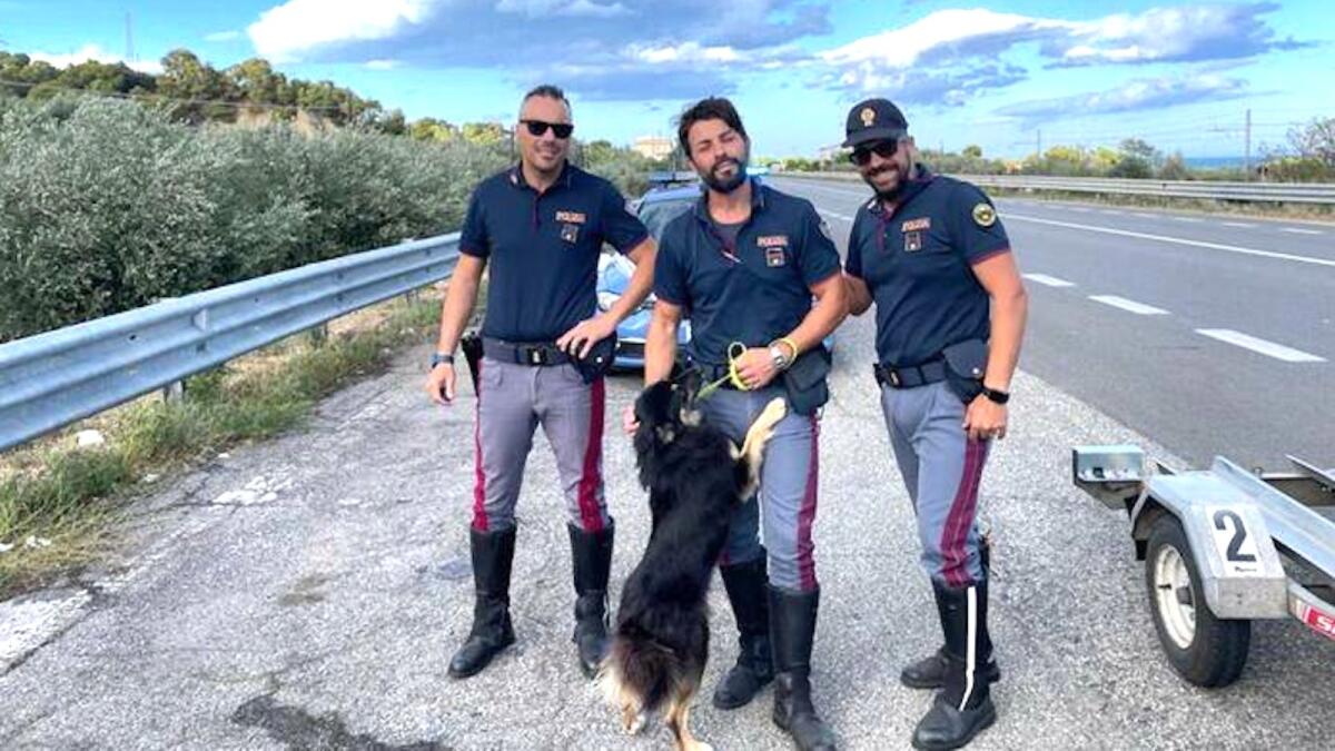 Calabria, una storia a lieto fine per il meticcio abbandonato Lucky - 