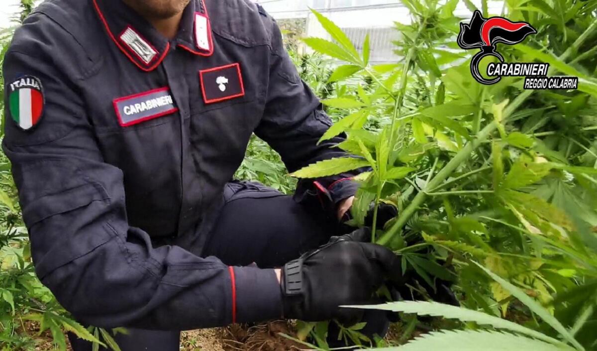 Calabria, aveva 800 piante di Cannabis. Arrestato un trentenne - 