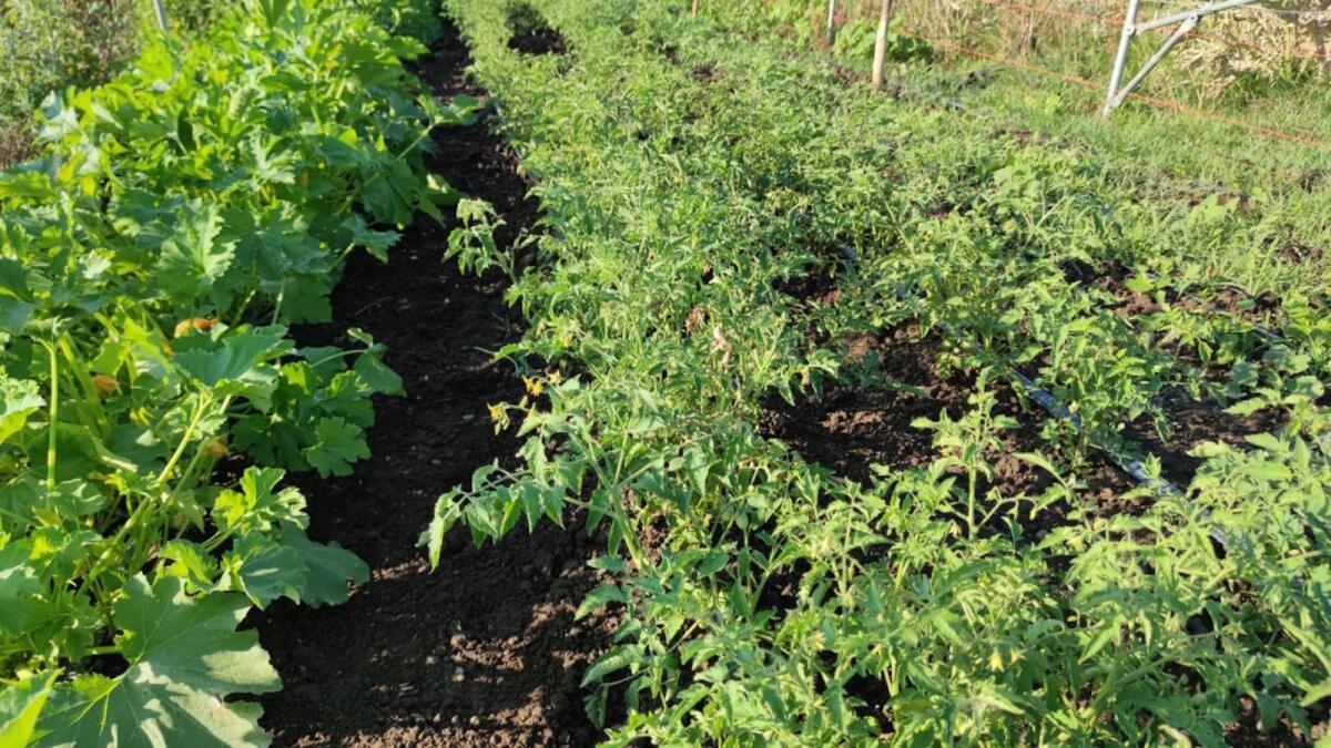 Maltempo: dalle vigne agli ortaggi si allunga il conto dei danni - 