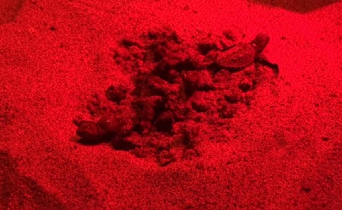 Crotone, nate 70 tartarughe Caretta Caretta alla foce del fiume Neto - 