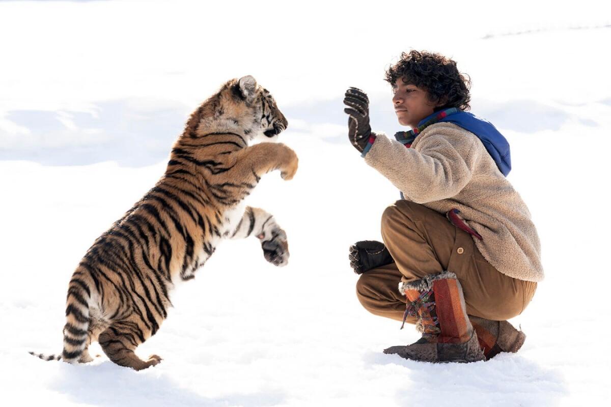 Crotone, al Cinema Teatro Apollo arriva "Il ragazzo e la tigre" - 