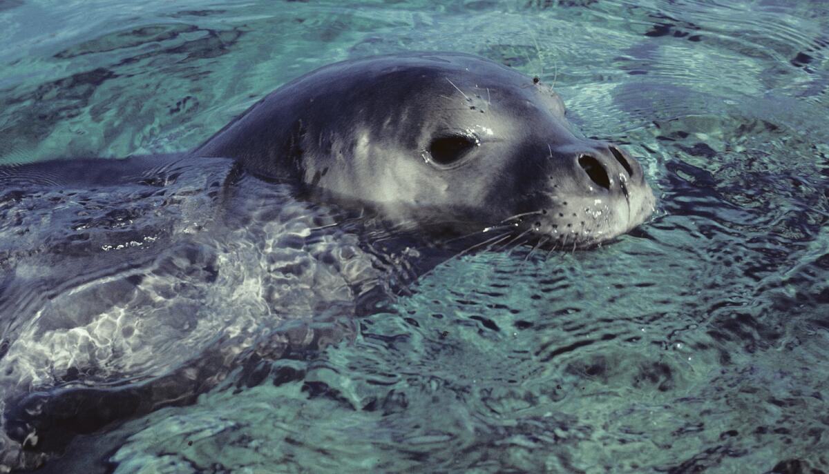 Corso “Marine sciences”: il Circolo Ibis accreditato all'Università "Bicocca" di Milano - 