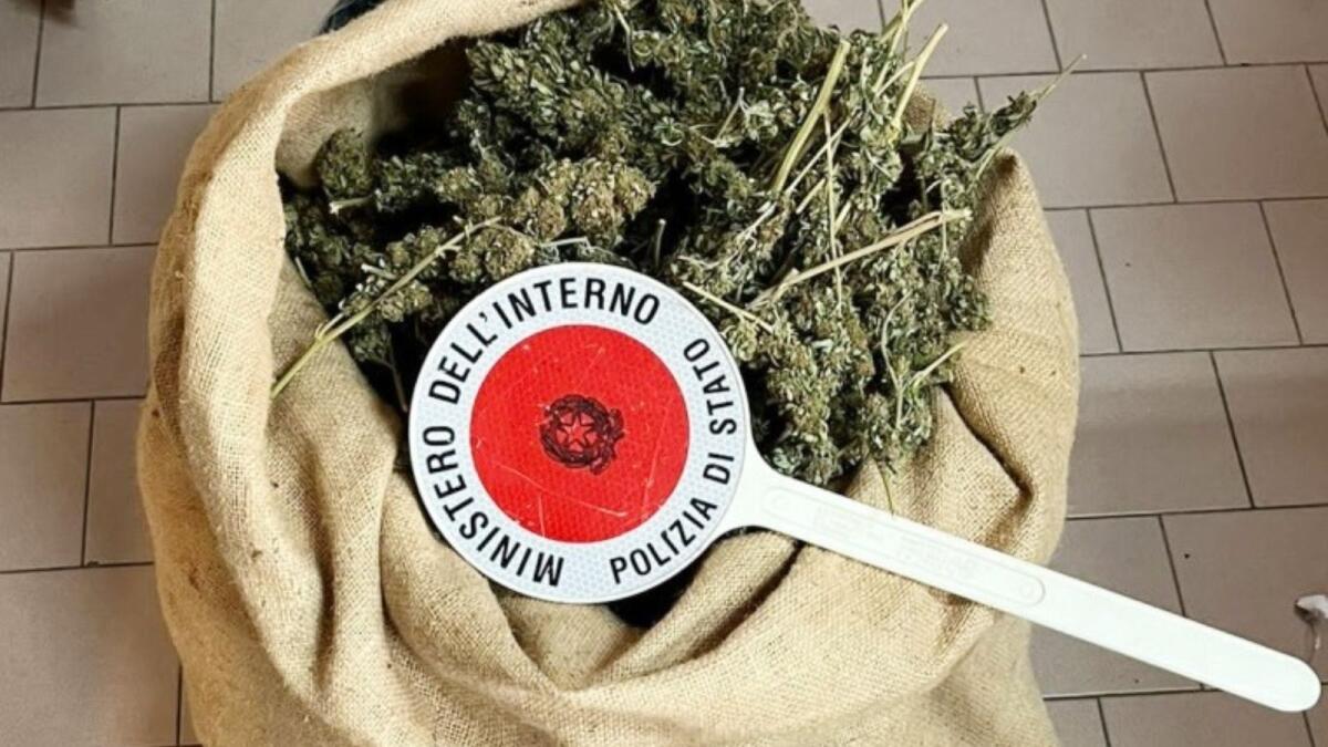 Scoperto dalla Polizia un nascondiglio di marjuana: oltre 6 kg di stupefacente sequestrato - 