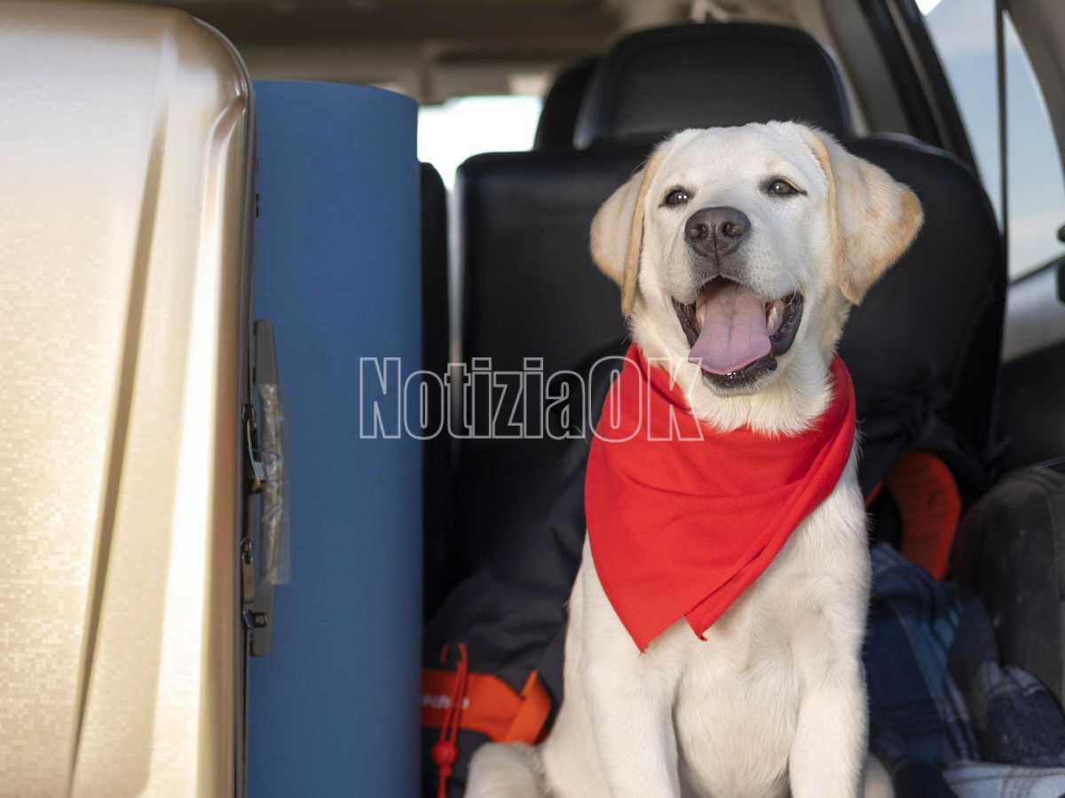 Un cane che abbaia disturba o è disturbo della quiete pubblica? - 