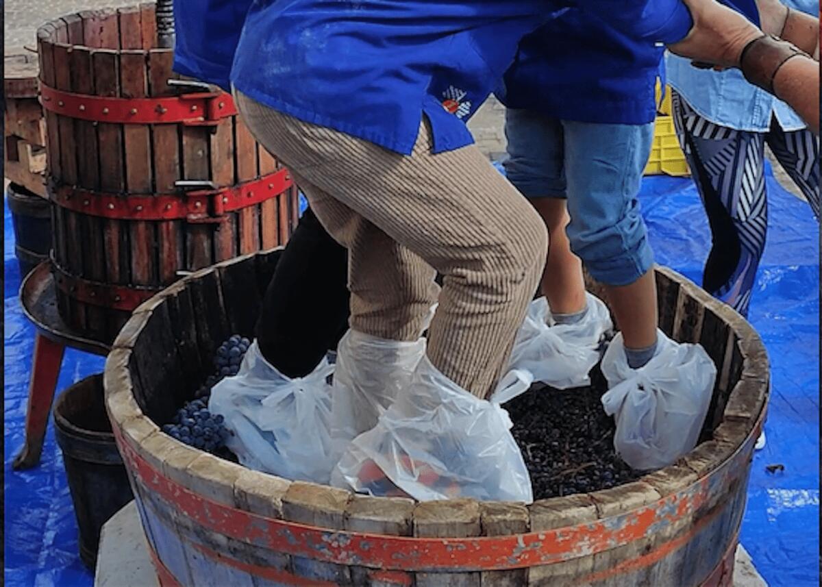 Melissa - I bambini scoprono la vendemmia tradizionale - 