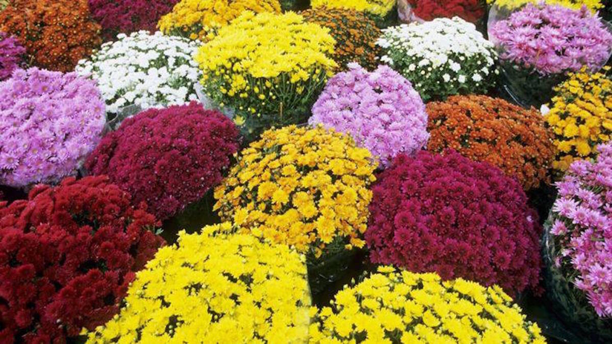 Calabria - Ognissanti: 2 calabresi su 3 porterranno i fiori alle tombe dei propri cari - 