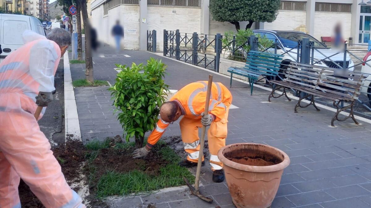 Crotone, un albero di arancio arricchisce il centro cittadino - 