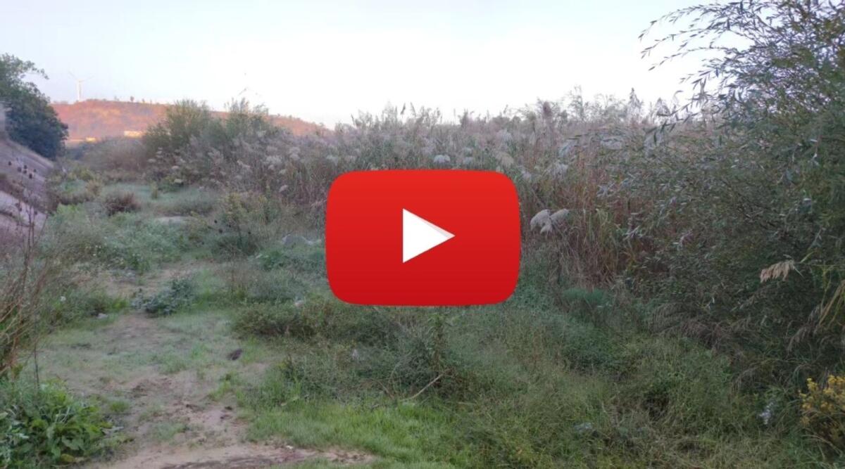 (Video) Crotone, una jungla chiamata fiume Esaro - 