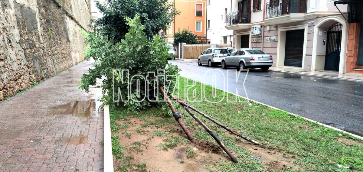 Crotone, alberi "cadenti" lungo via Tellini - 