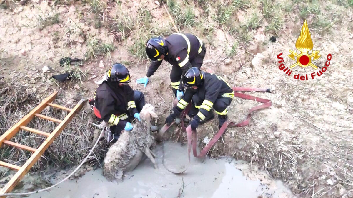 Crotone - Una pecora rischia di annegare: l'intervento dei Vigili del Fuoco la mette in salvo (VIDEO) - 