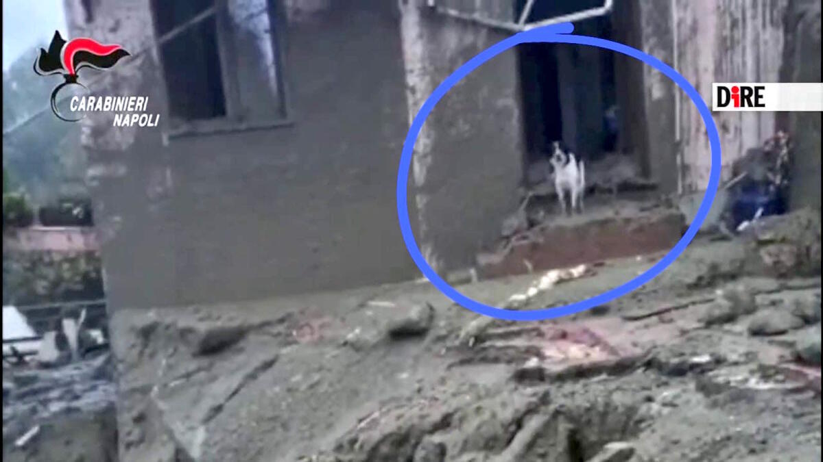 Ischia - Scorre il fango ma il cane attende sull'uscio il ritorno del suo padrone - 
