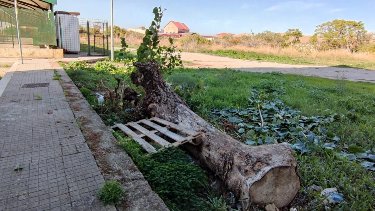 Crotone, arredamenti urbani naturali in via Giovanni Verga - 