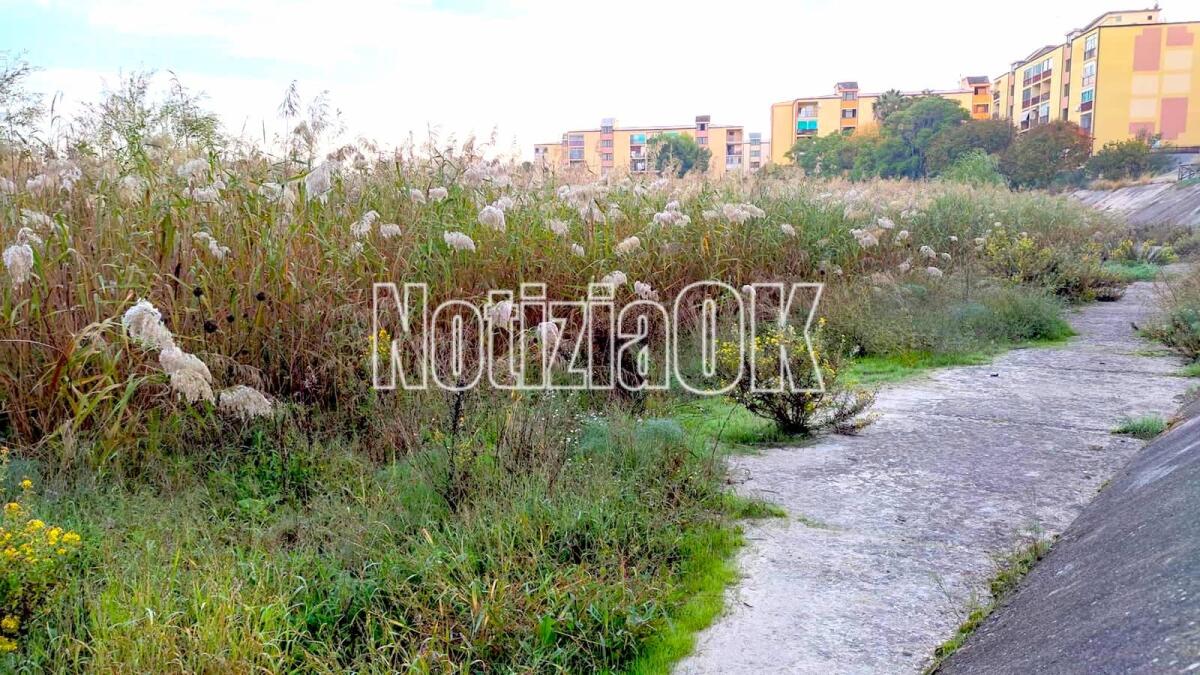 Crotone, l'Esaro come una jungla tra alberi e canne al vento - 