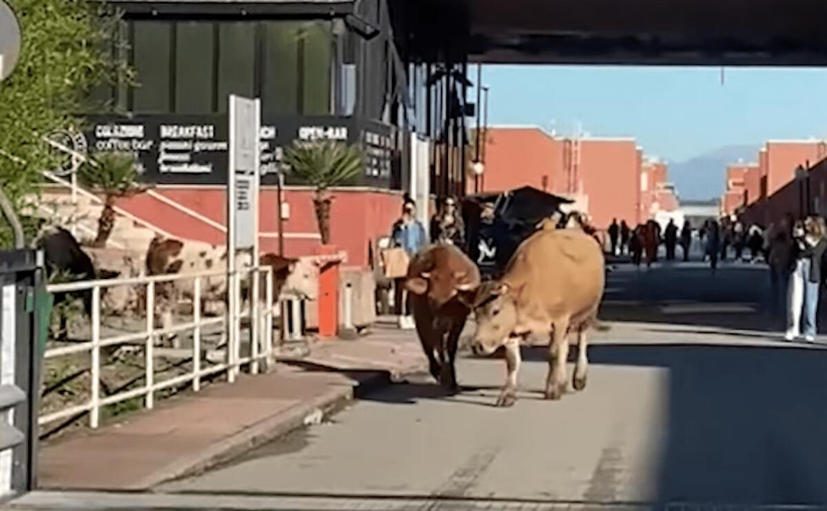 All'Unical mucche "universitarie": gli animali a spasso sul ponte Bucci - 