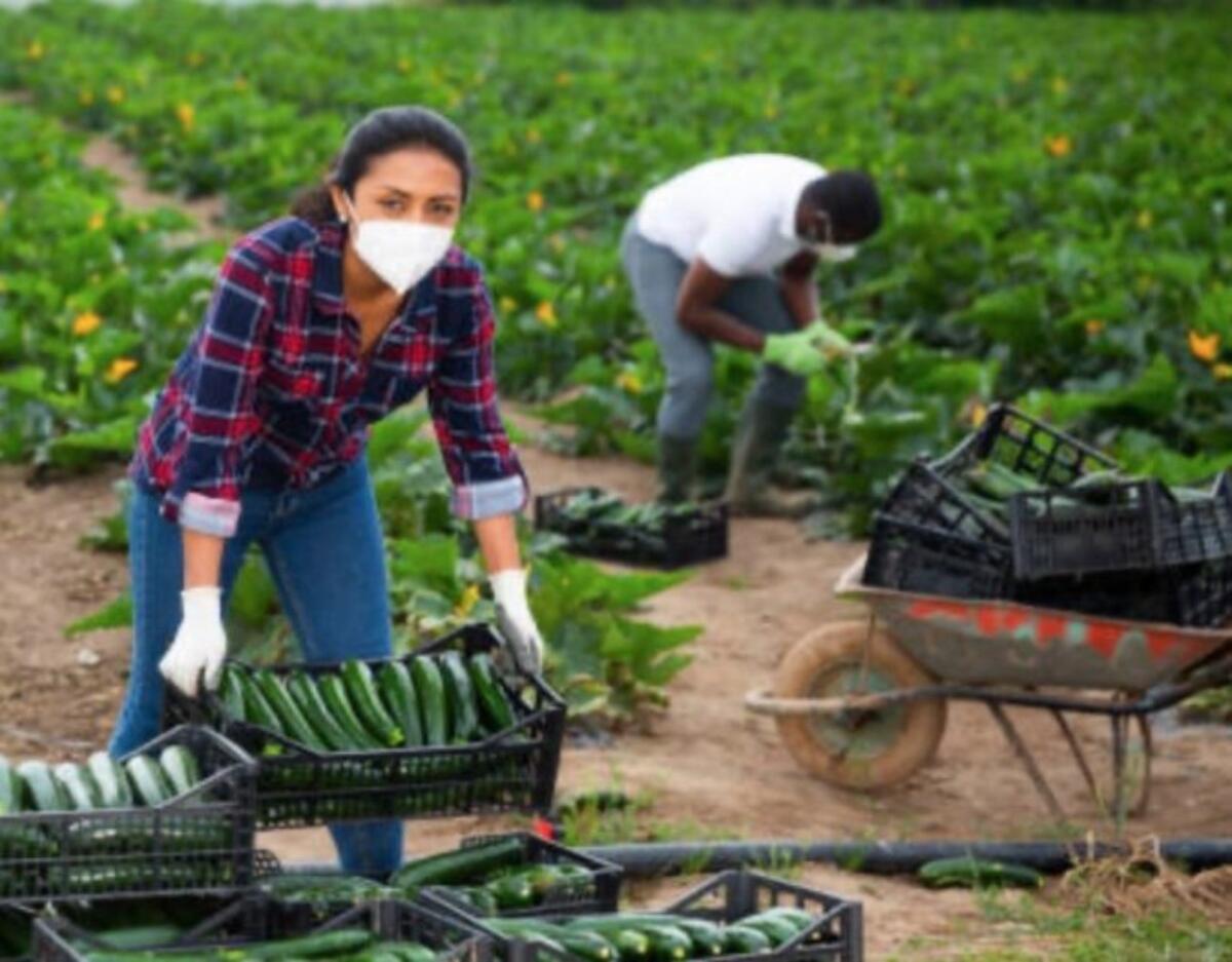 Agricoltura, la Regione Calabria eroga oltre 44 milioni di euro - 