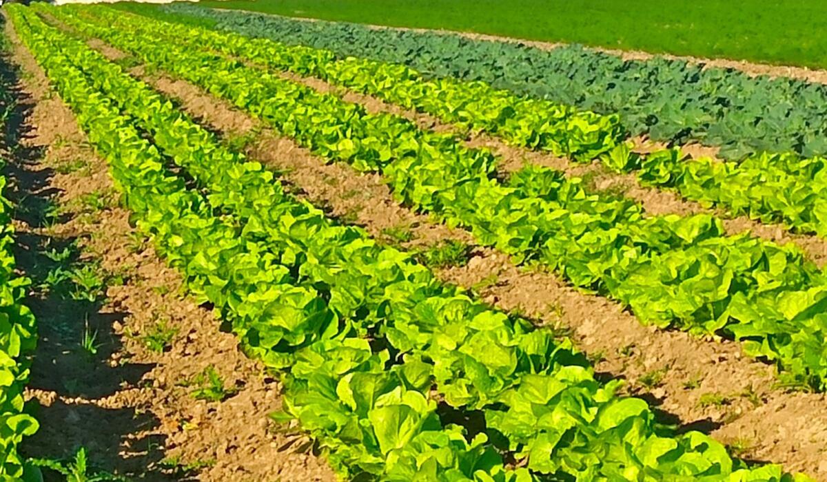 Crotone - Al Farmer's Market per gustare l'armonia cromatica della natura - 