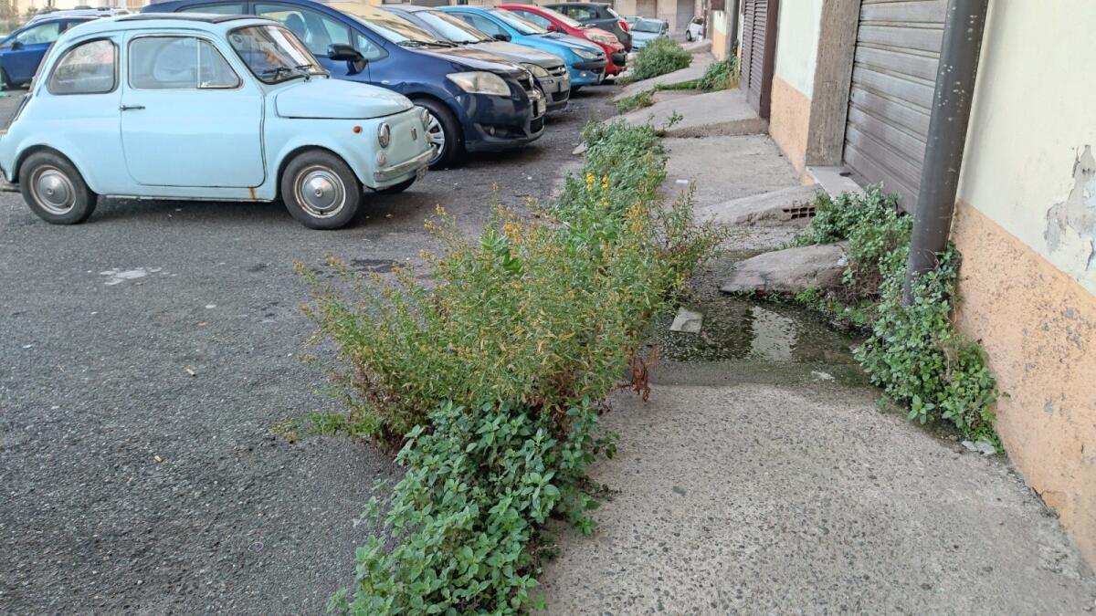 Crotone, marciapiedi sempre verdi in centro città -