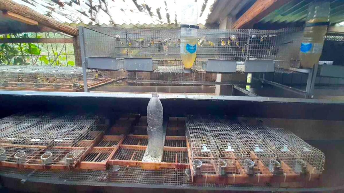 Calabria - Detenevano illegalmente un migliaio di esemplari di specie protette - 
