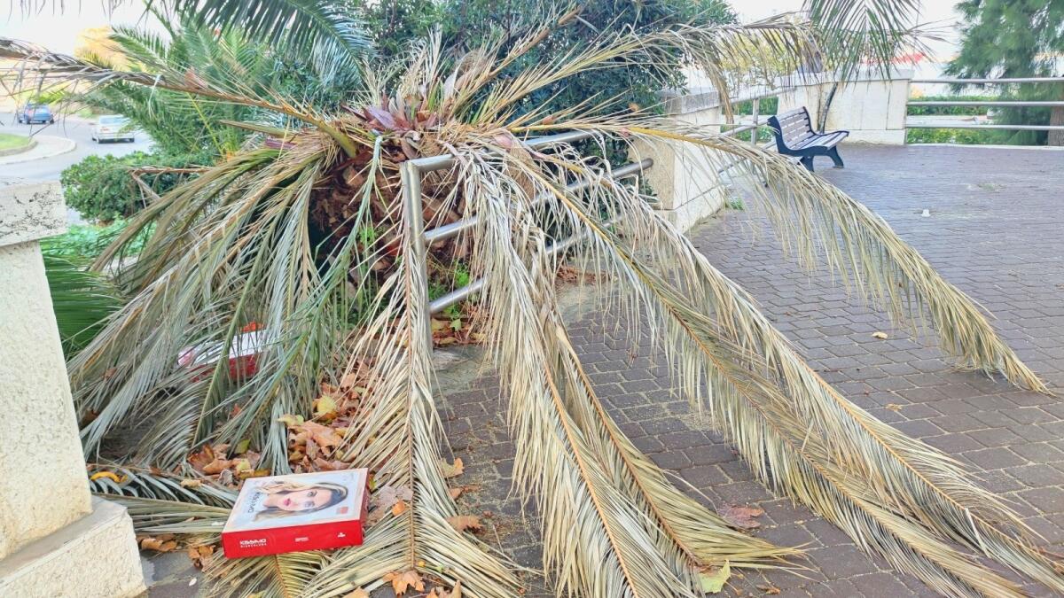 Crotone, palma disfatta: situazione poco decorosa in viale Regina Margherita - 
