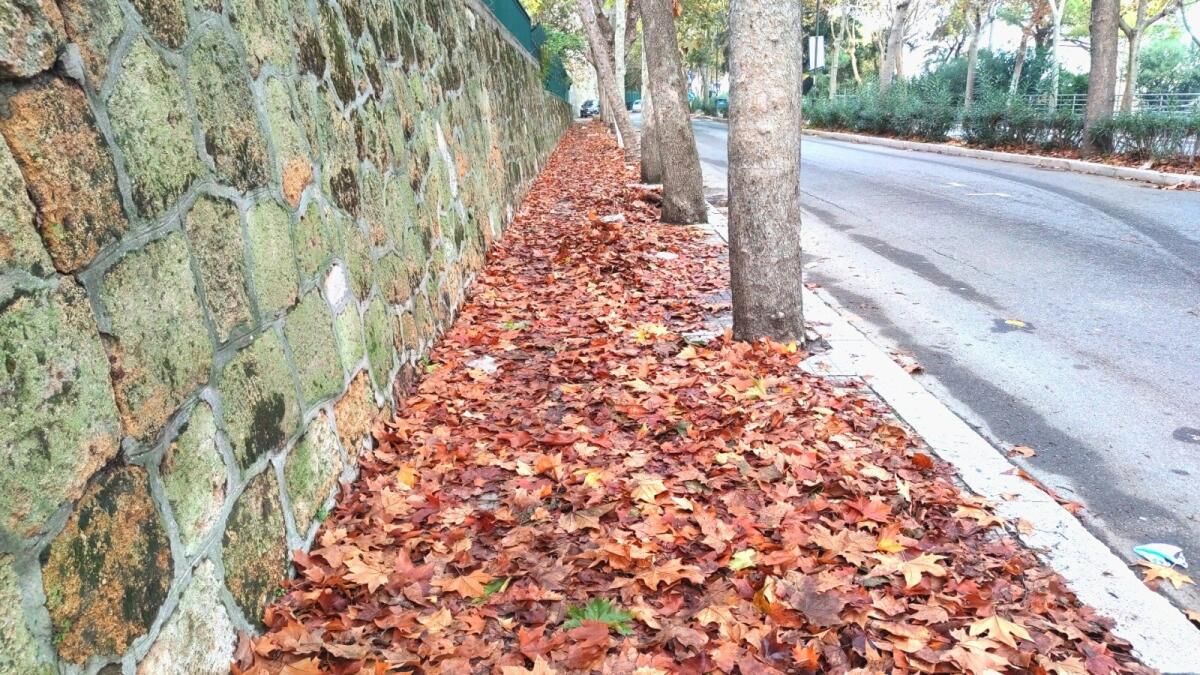 (Video) Crotone, lungo viale Regina Margherita un tappeto di foglie con scivolone dietro l'angolo - 