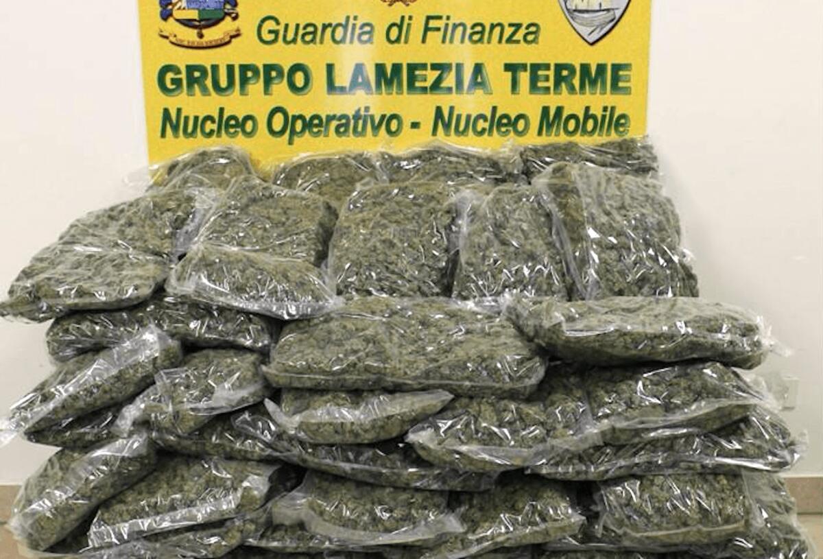 Presunto spacciatore arrestato: sequestrati in Calabria 55 kg di marijuana - 