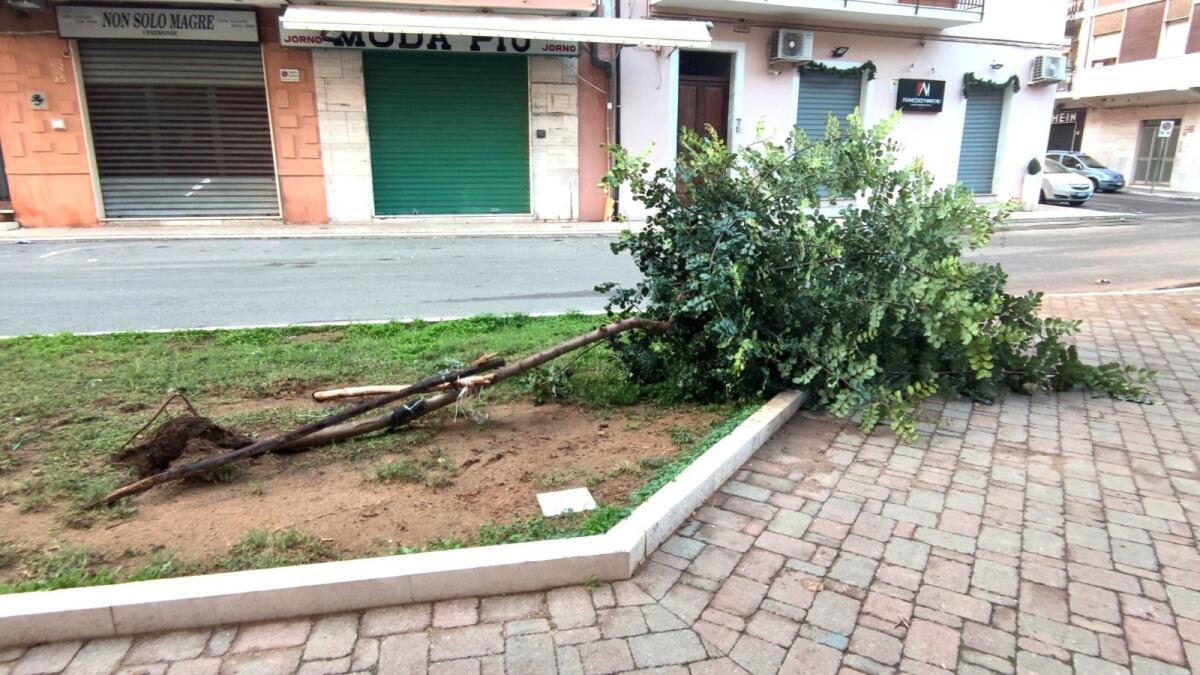 Crotone, alberi ancora a terra lungo via Tellini - 