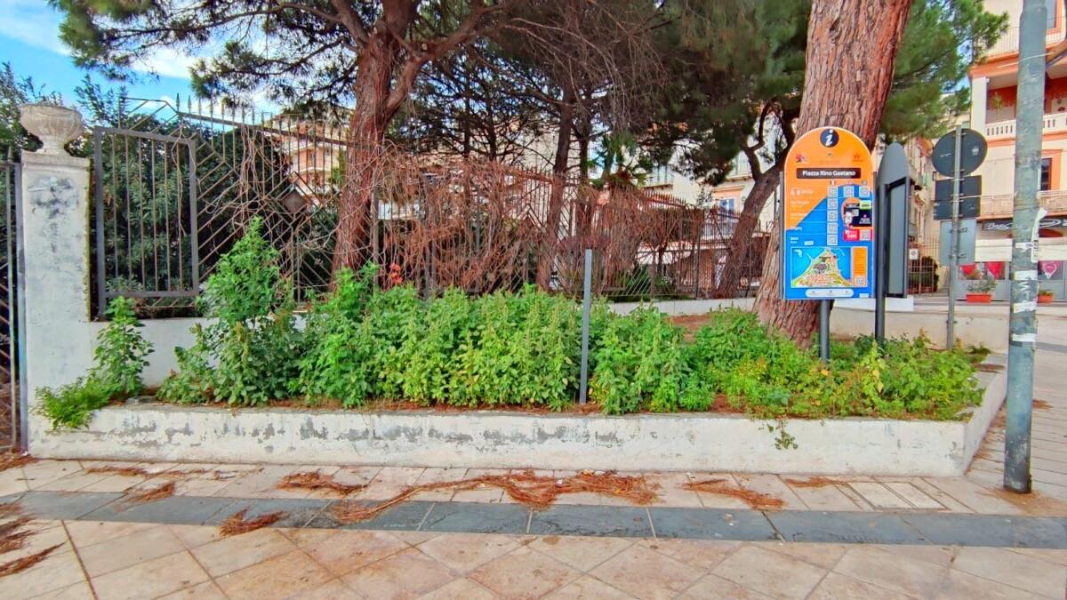 Crotone, Piazza Rino Gaetano: ma la cura del verde? - 