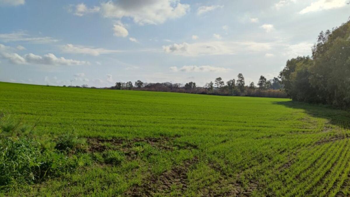 Calabria - La Regione approva il Piano di sviluppo rurale - 