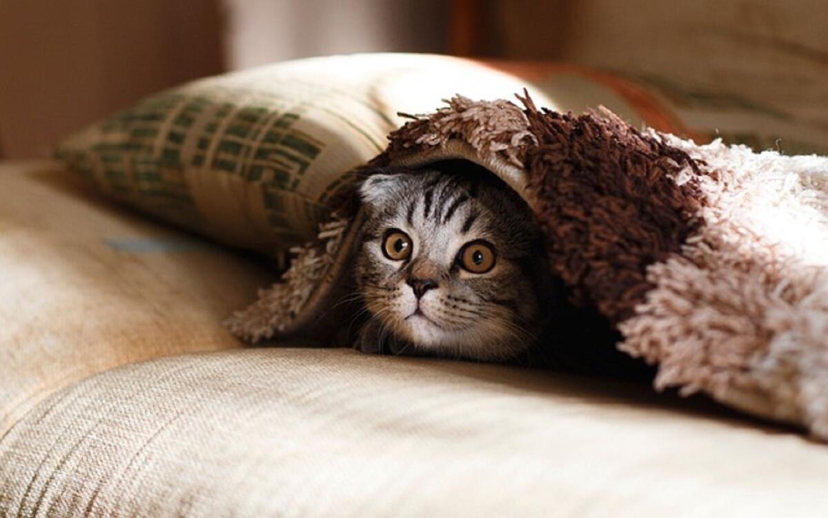 Sei cose affascinanti che abbiamo imparato su cani e gatti nel 2022 - 