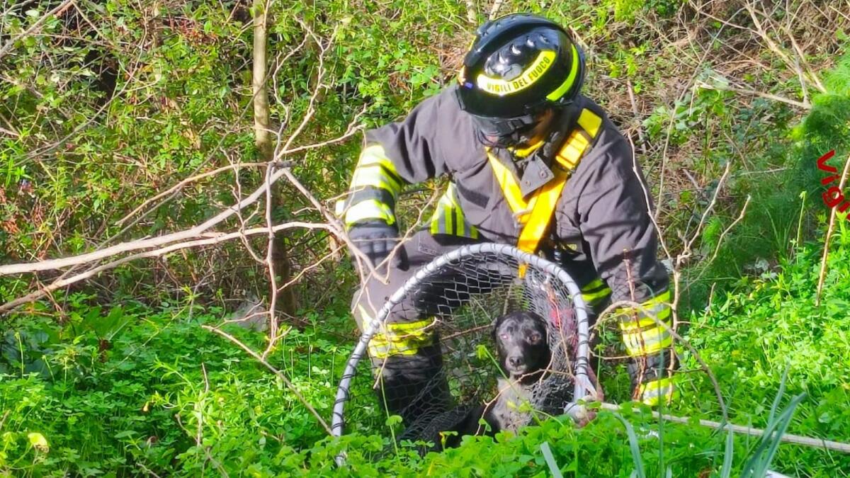 (VIDEO) Cane finisce in un dirupo: dopo diverse manovre messo in salvo dai VdF - 