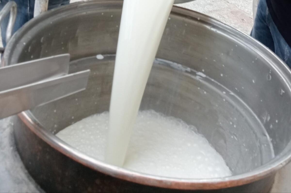 Crotone, ricotta regina dei latticini: una gara per decidere la più gustosa - 