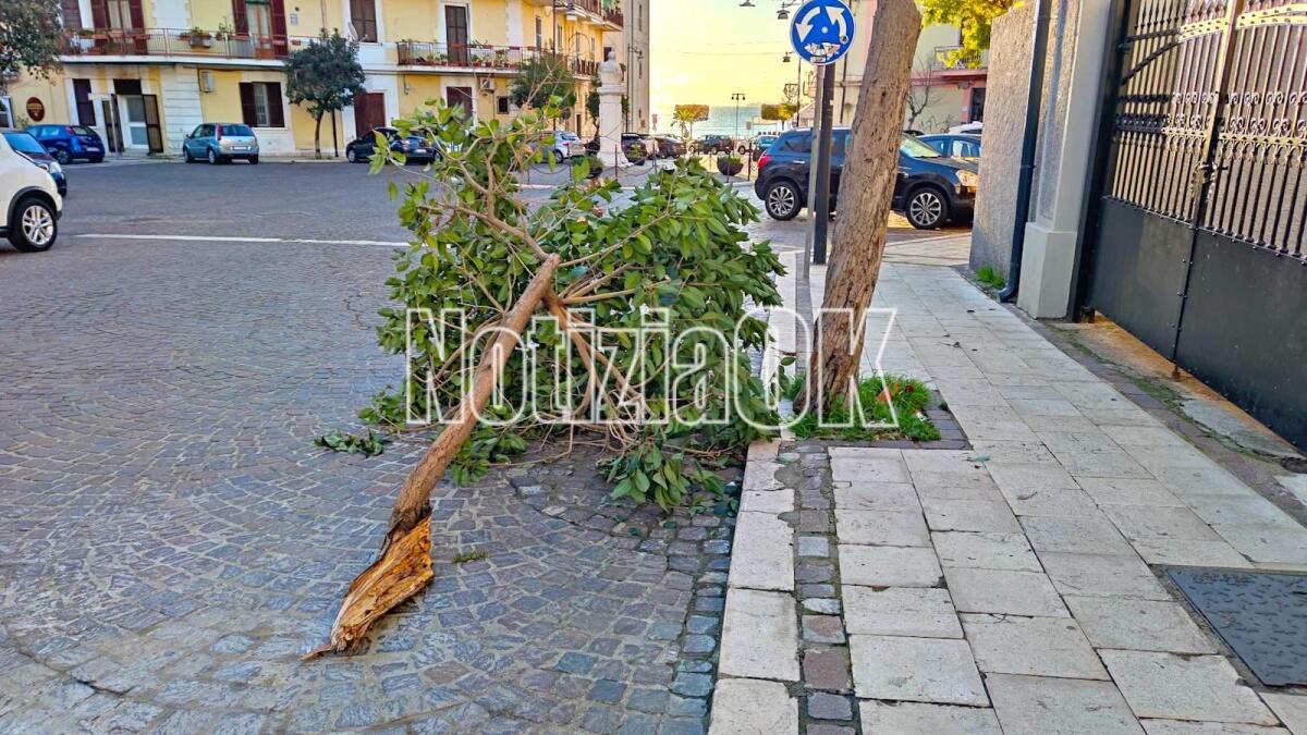 Crotone, alberi cadenti in Piazza Armando Lucifero - 