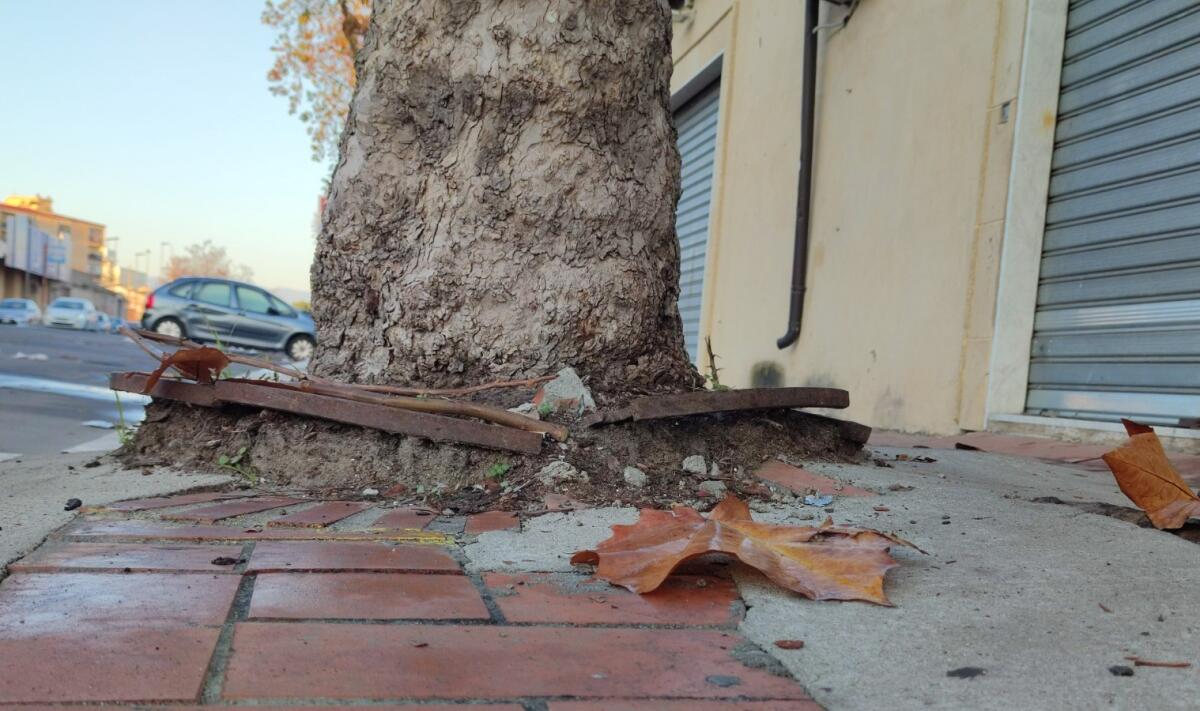 Crotone, radici invasive lungo i marciapiedi di via Mario Nicoletta - 