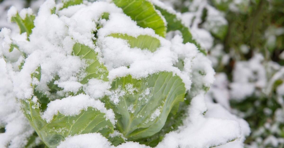 Arriva il grande freddo: a rischio campi e prodotti agricoli - 