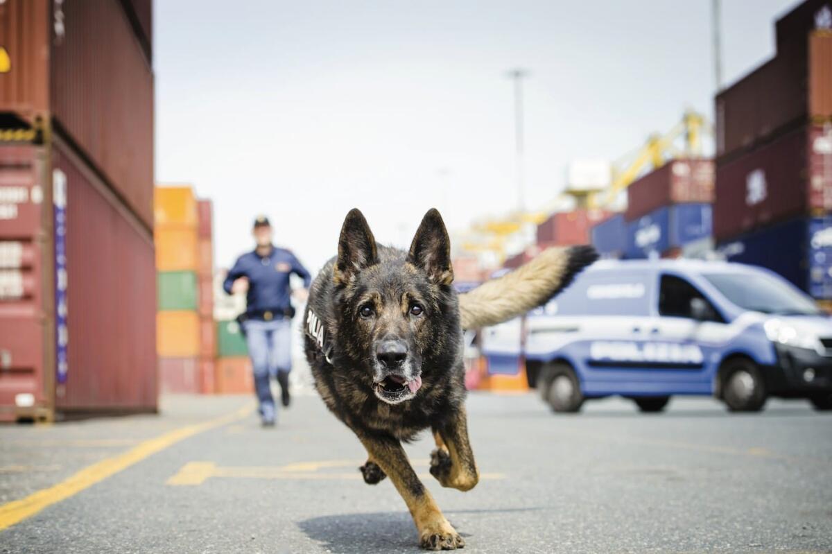 "Al servizio del Paese", storia della Polizia di Stato in 500 scatti - 