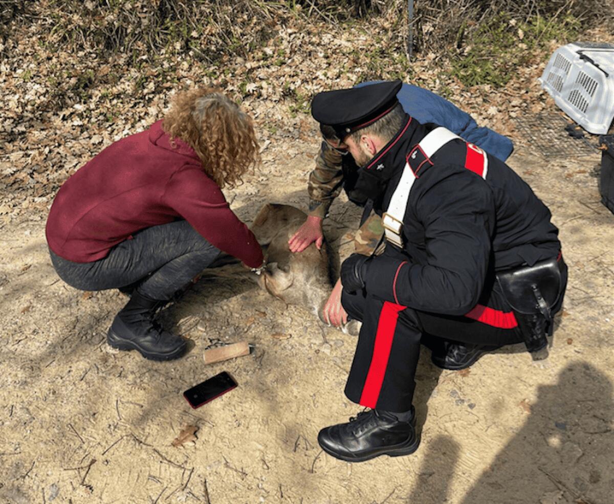 Verzino, cucciolo di capriolo salvato dai Carabinieri - 