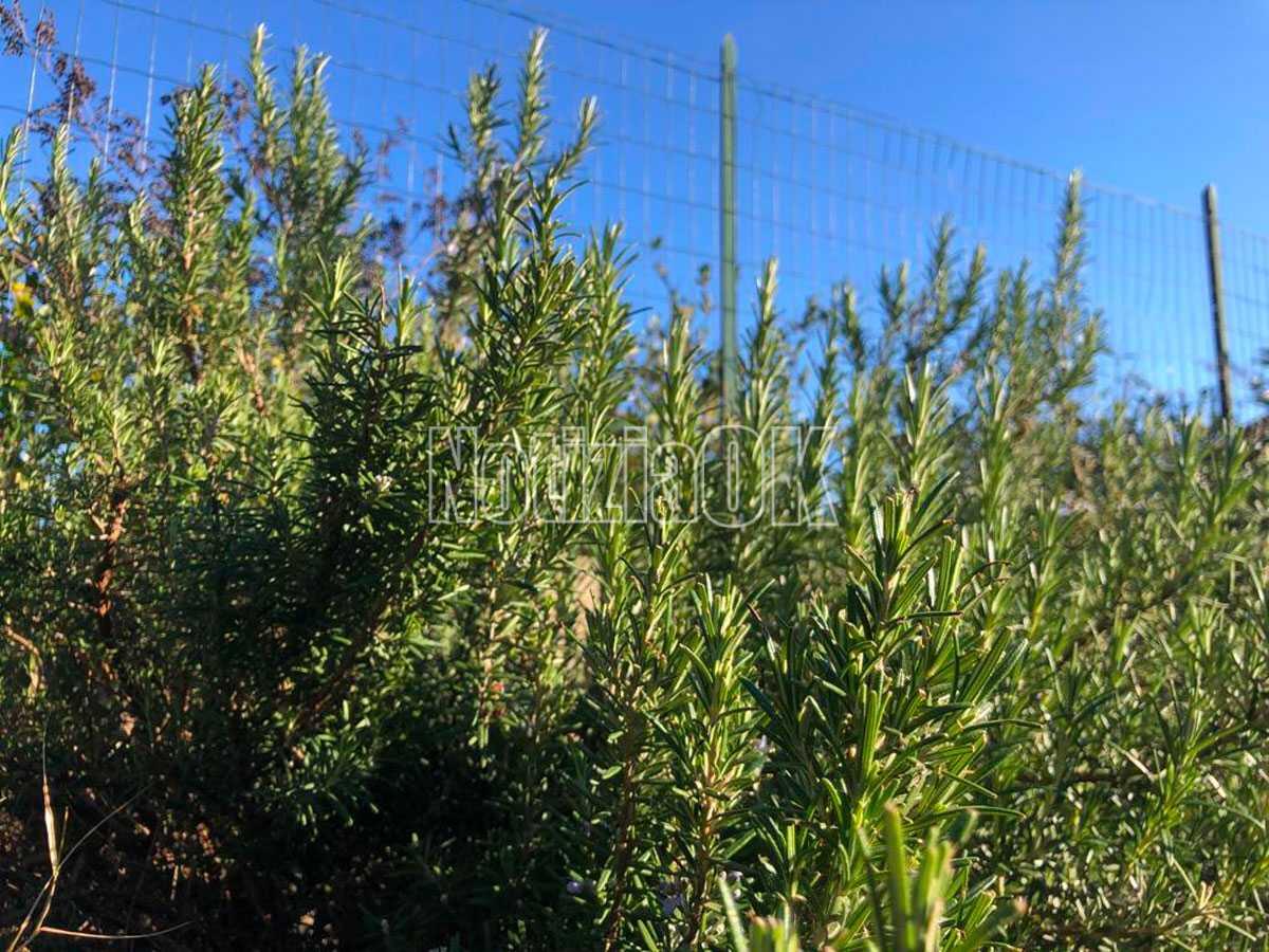 Lifestyle / Nei giardini e sui balconi profumo di rosmarino - 