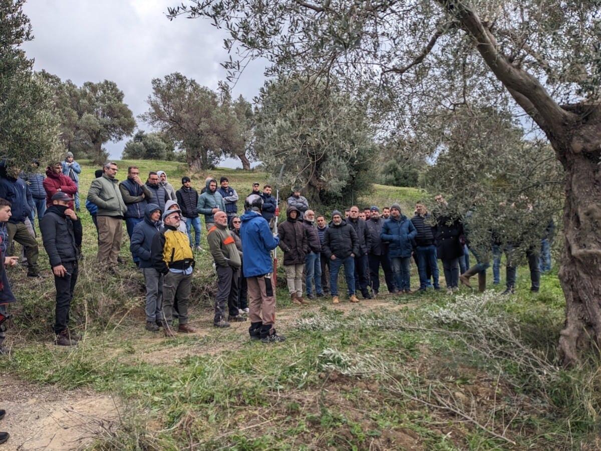 Cirò Marina - Da tutta la Calabria per il corso di Potatura dell'olivo e Gestione dell'Oliveto - 