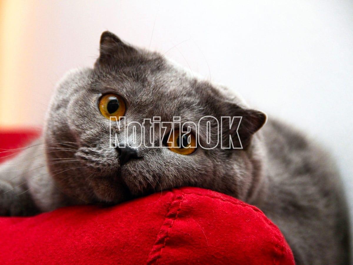 Giornata del gatto, quanti mici nelle case degli italiani - 