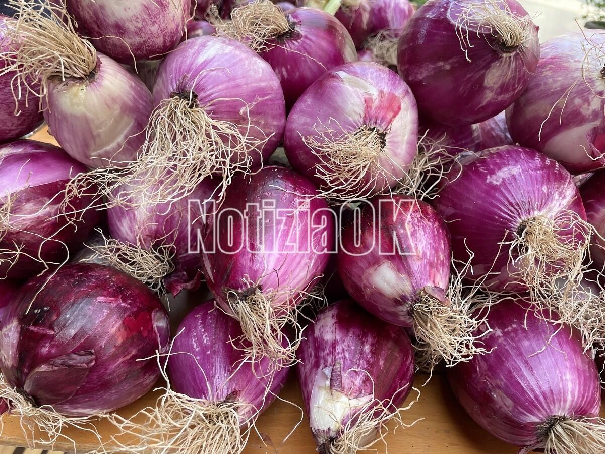 La Cipolla Rossa di Tropea sempre più internazionale: il prodotto alla Fruit Logistica di Berlino - 